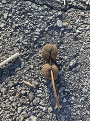 Platanus