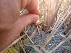 Paramarasmius mesosporus