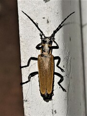 Chauliognathus flavipennis