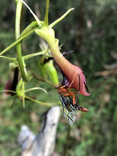 Orchid Dupe Wasp