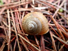 Helminthoglypta nickliniana