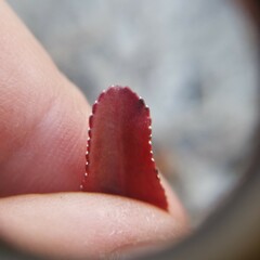 Stillingia sylvatica