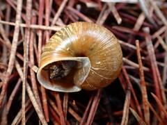 Helminthoglypta nickliniana