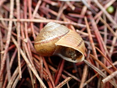 Helminthoglypta nickliniana