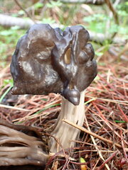 Helvella vespertina