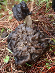 Helvella vespertina