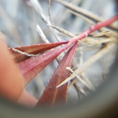 Stillingia sylvatica