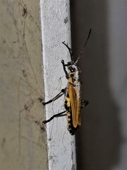 Chauliognathus flavipennis