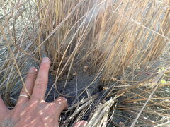 Paramarasmius mesosporus