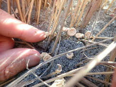 Paramarasmius mesosporus