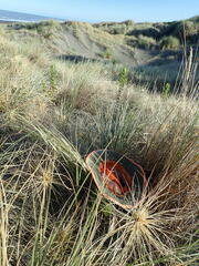 Paramarasmius mesosporus