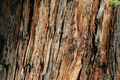 Eucalyptus obliqua