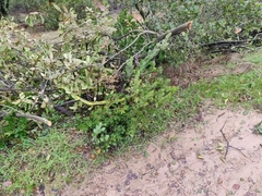 Arctostaphylos auriculata