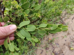 Arctostaphylos auriculata
