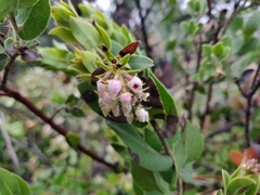 Arctostaphylos auriculata