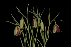 Fritillaria acmopetala