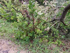 Arctostaphylos auriculata