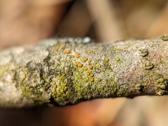Caloplaca cerina