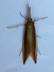 Donacaula albicostellus