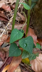 Echinostephia aculeata