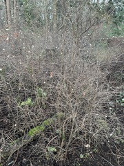 Symphoricarpos albus