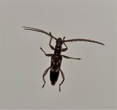 Coptocercus rubripes
