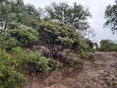 Arctostaphylos auriculata
