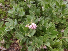 Arctostaphylos auriculata