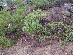 Arctostaphylos auriculata