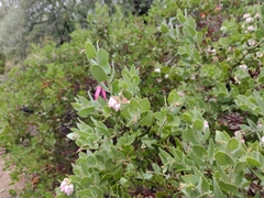 Arctostaphylos auriculata