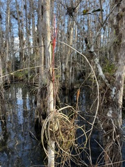 Tillandsia balbisiana