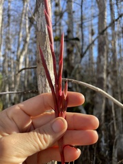 Tillandsia balbisiana