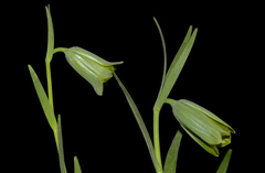 Fritillaria alfredae glaucoviridis
