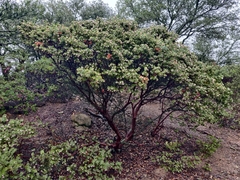 Arctostaphylos auriculata