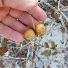 Disholcaspis quercusomnivora