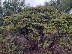 Arctostaphylos auriculata