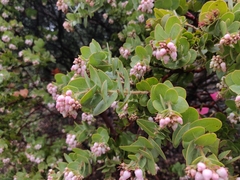 Arctostaphylos auriculata