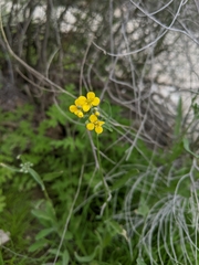 Physaria tenella