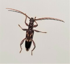 Coptocercus rubripes