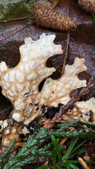 Lobaria pulmonaria