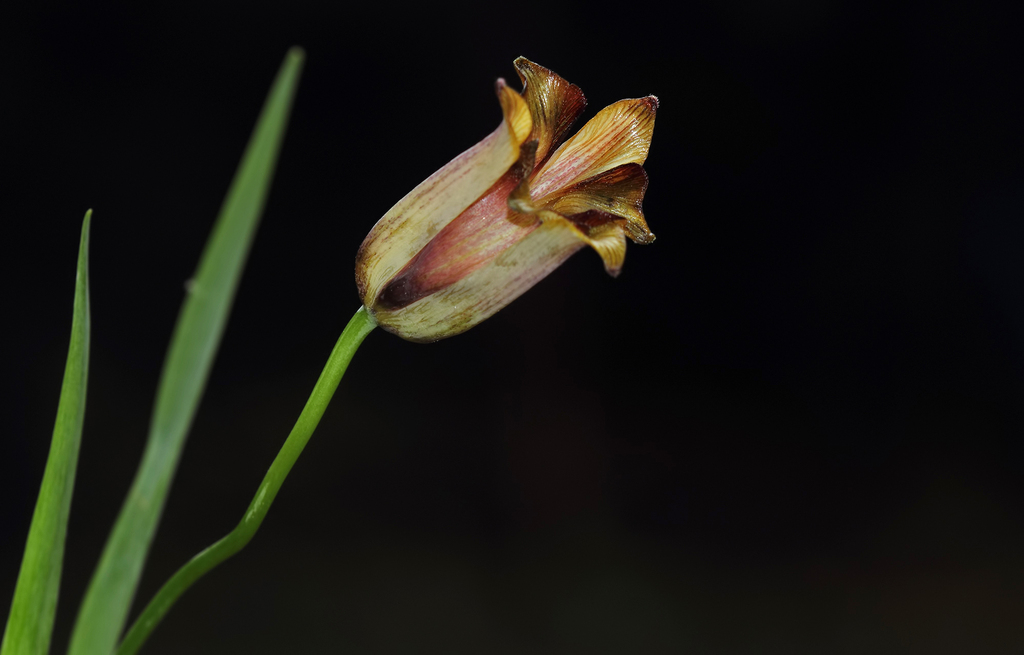 Fritillaria assyriaca