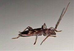 Coptocercus rubripes