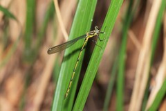 Synlestes selysi