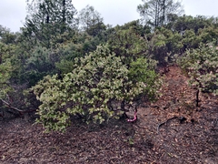 Arctostaphylos auriculata