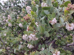Arctostaphylos auriculata