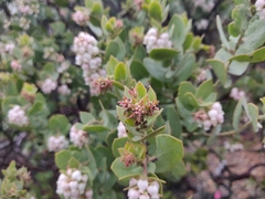 Arctostaphylos auriculata