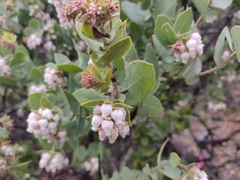 Arctostaphylos auriculata