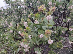 Arctostaphylos auriculata