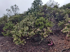 Arctostaphylos auriculata