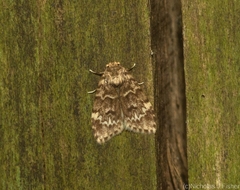 Scaphidriotis xylogramma